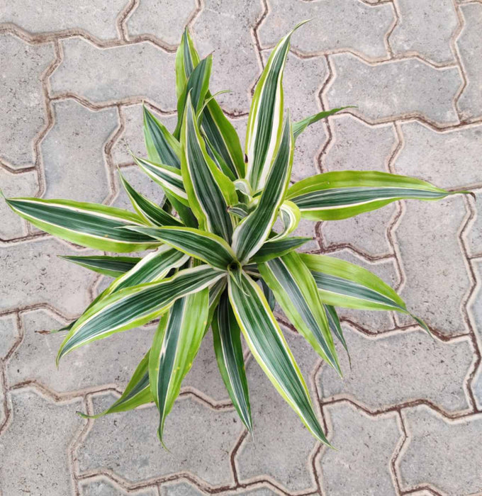 Dracaena lemon lime 13.5 cm pot