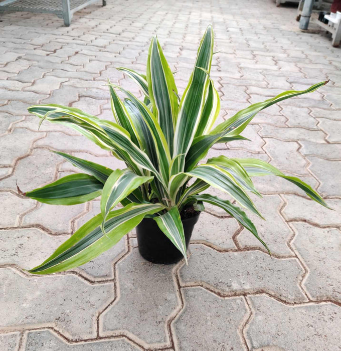Dracaena lemon lime 13.5 cm pot