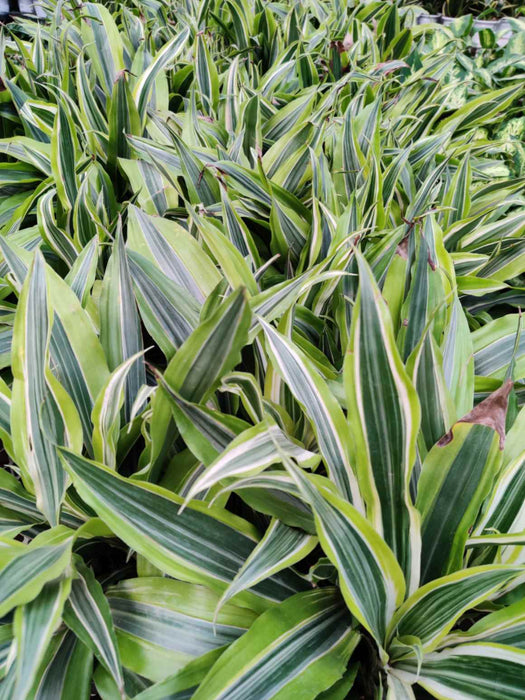 Dracaena lemon lime 13.5 cm pot