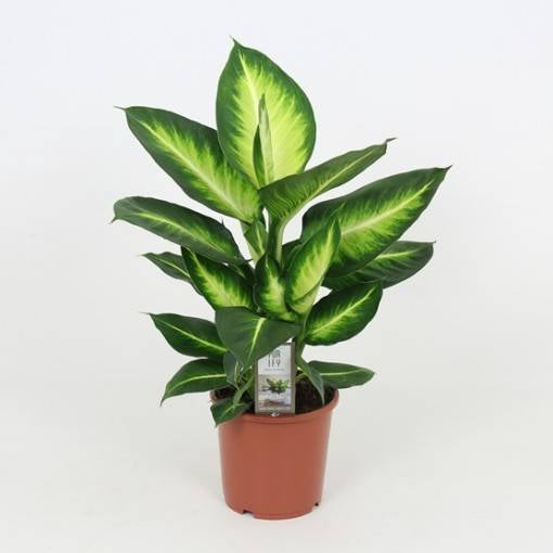Dieffenbachia 'White Flame' 12 cm pot