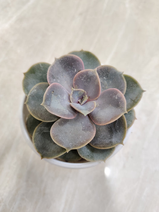 Purple-Kissed-Echeveria-Indoor-Plant