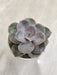 Purple-Kissed-Echeveria-Indoor-Plant