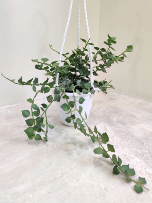 Dischidia Ruscifolia Hearts Green Hanging 12 cm pot