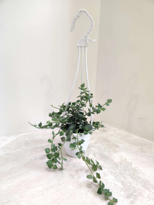 Dischidia Ruscifolia Hearts Green Hanging 12 cm pot