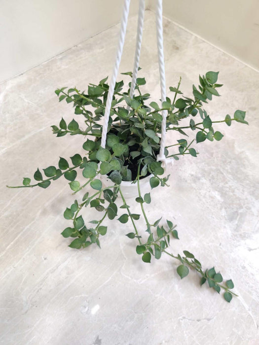 Dischidia Ruscifolia Hearts Green Hanging 12 cm pot