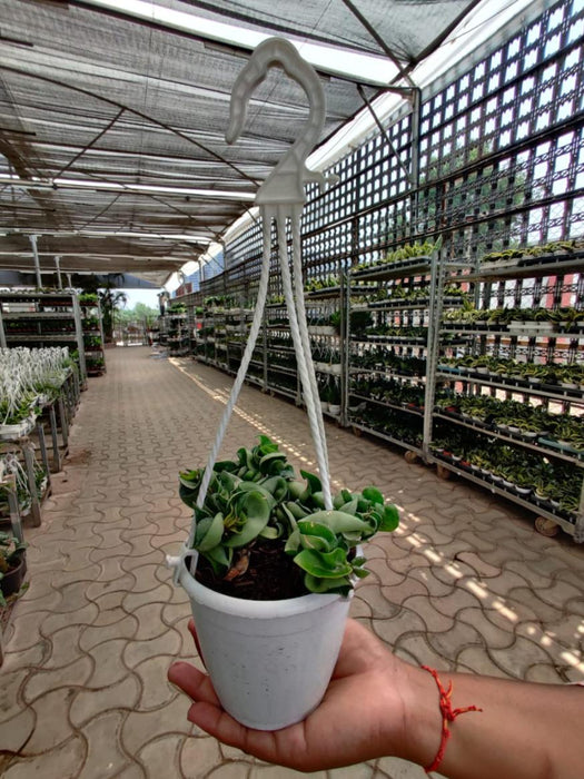 Hoya Carnosa Compacta Green Hanging 12 cm pot