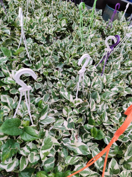 Money Plant Scindaspus Njoy Hanging 20 cm pot