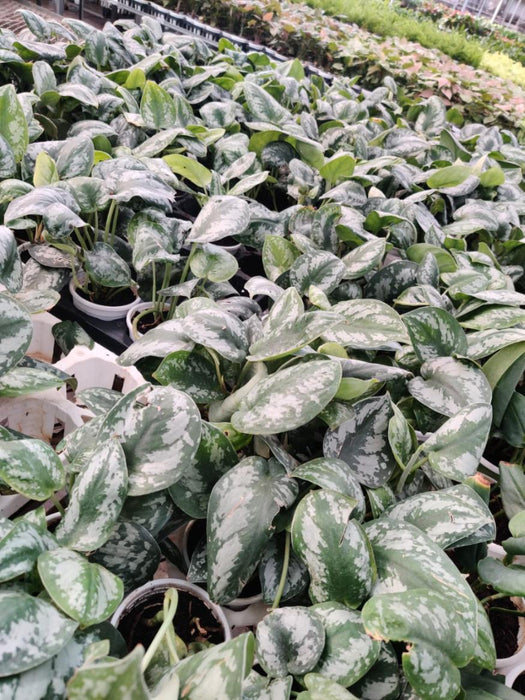 Scindapsus Pictus (Satin Pothos) 10 cm pot