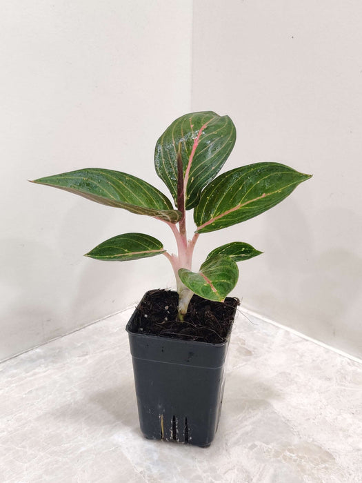 Aglaonema Green Powder 7 cm pot