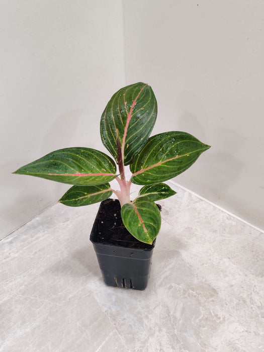 Aglaonema Green Powder 7 cm pot