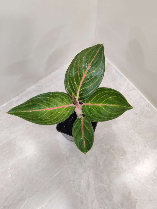 Aglaonema Green Powder 7 cm pot