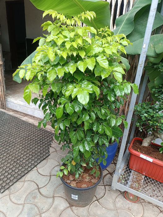 Rader Machera In Plastic Pot