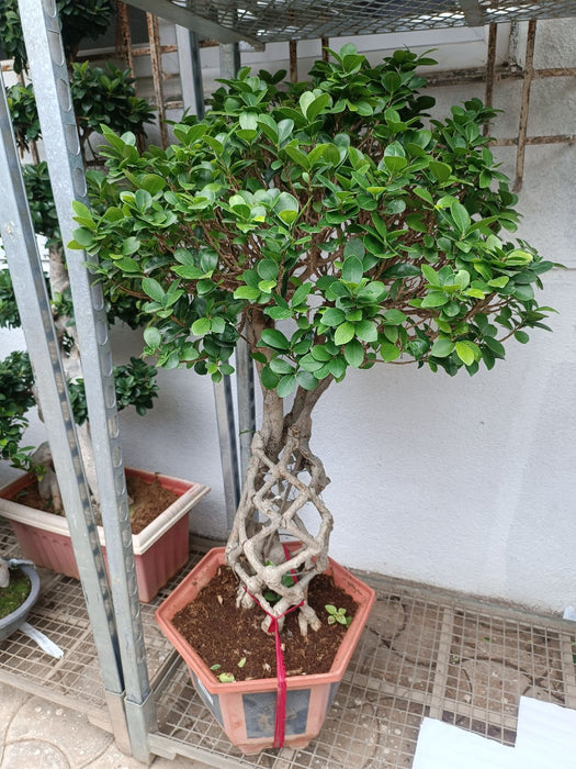 Ficus Bonsai Plant In Plastic Pot
