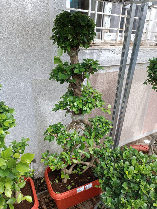 Ficus Bonsai Plant In Plastic Pot