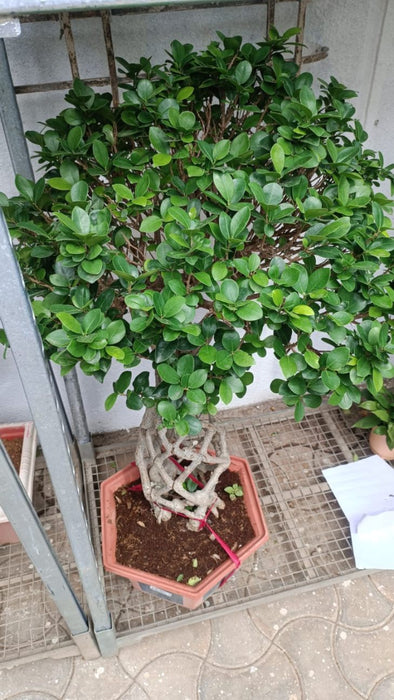 Ficus Bonsai Plant In Plastic Pot