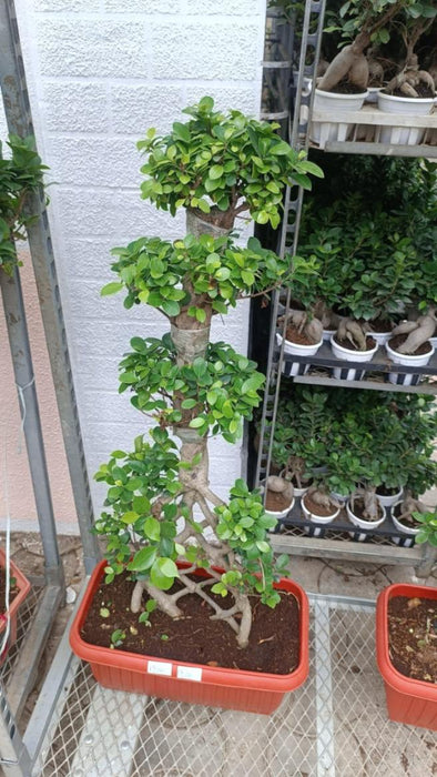 Ficus Bonsai Plant In Plastic Pot