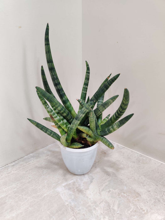 Sansevieria Trifasciata 'Golden Hahnii' 10 cm pot