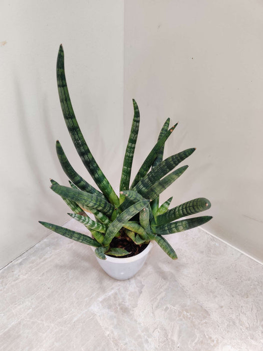 Sansevieria Trifasciata 'Golden Hahnii' 10 cm pot