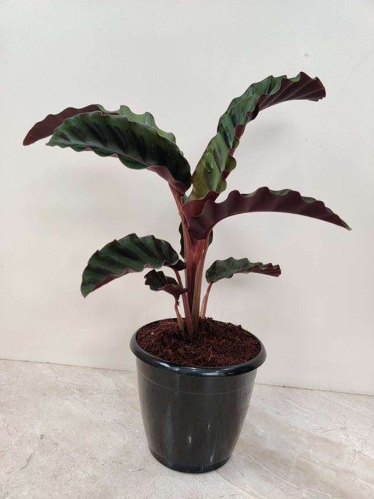 Calathea Gandersii 12 cm pot
