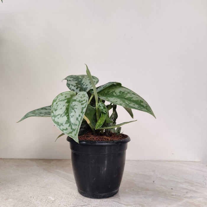 Scindapsus 'Silver Satin' 10 cm pot