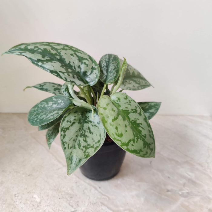 Scindapsus 'Silver Satin' 10 cm pot