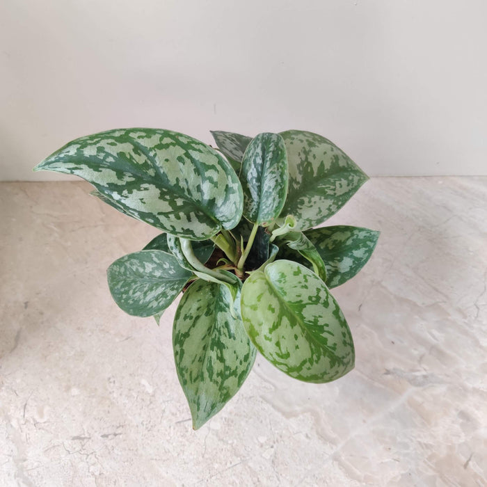 Scindapsus 'Silver Satin' 10 cm pot