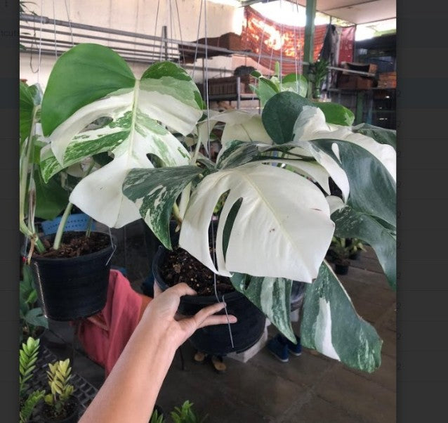 Monstera Albo Variegated Live Indoor Plant in 17cm Pot