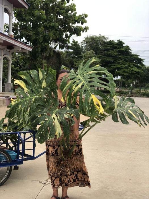 Monstera Thai Constellation Live Indoor Plant