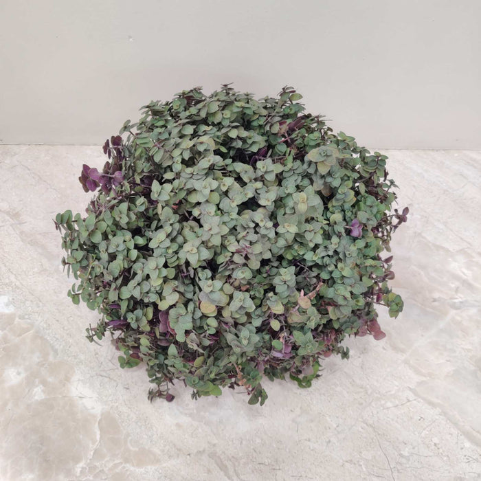 Pilea Hanging 15 cm pot