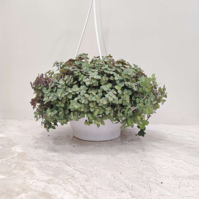 Pilea Hanging 15 cm pot