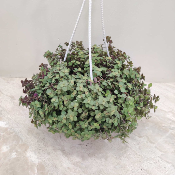 Pilea Hanging 15 cm pot