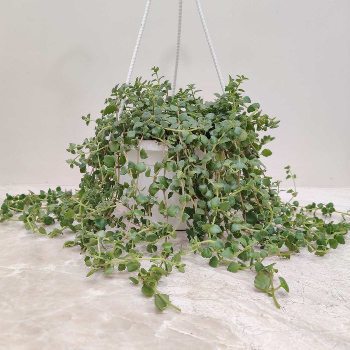 Pilea Hanging 15 cm pot