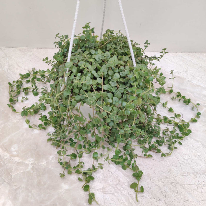 Pilea Hanging 15 cm pot