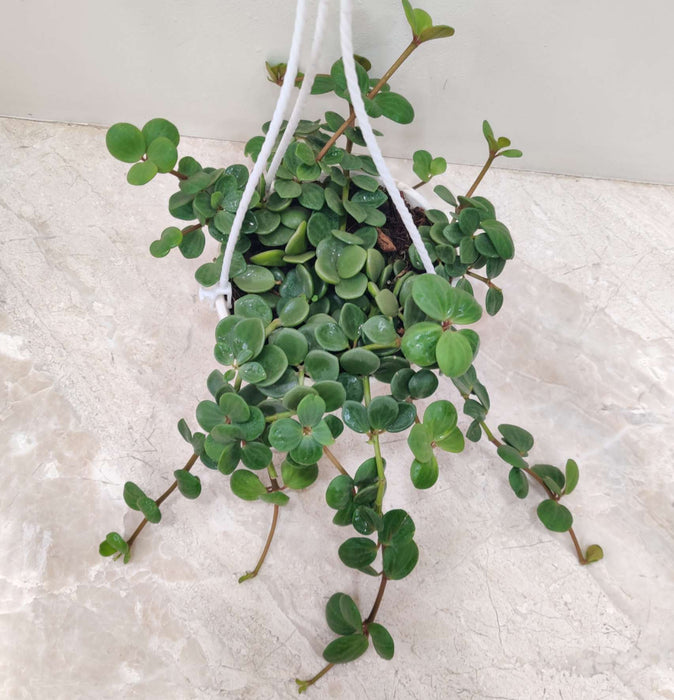 Peperomia Hope Hanging 15 cm pot