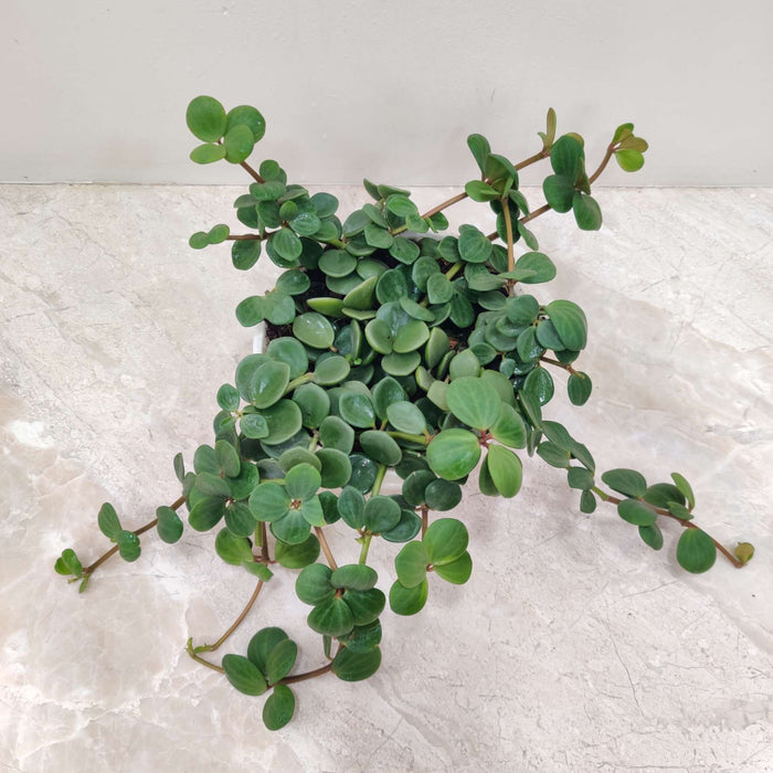 Peperomia Hope Hanging 15 cm pot