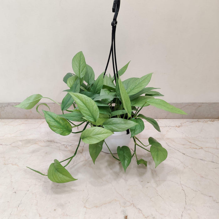 Eplpremnum Cebu Blue Pothe 17 cm pot