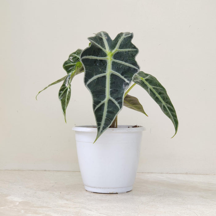 Alocasia Polly Plant (Copy)