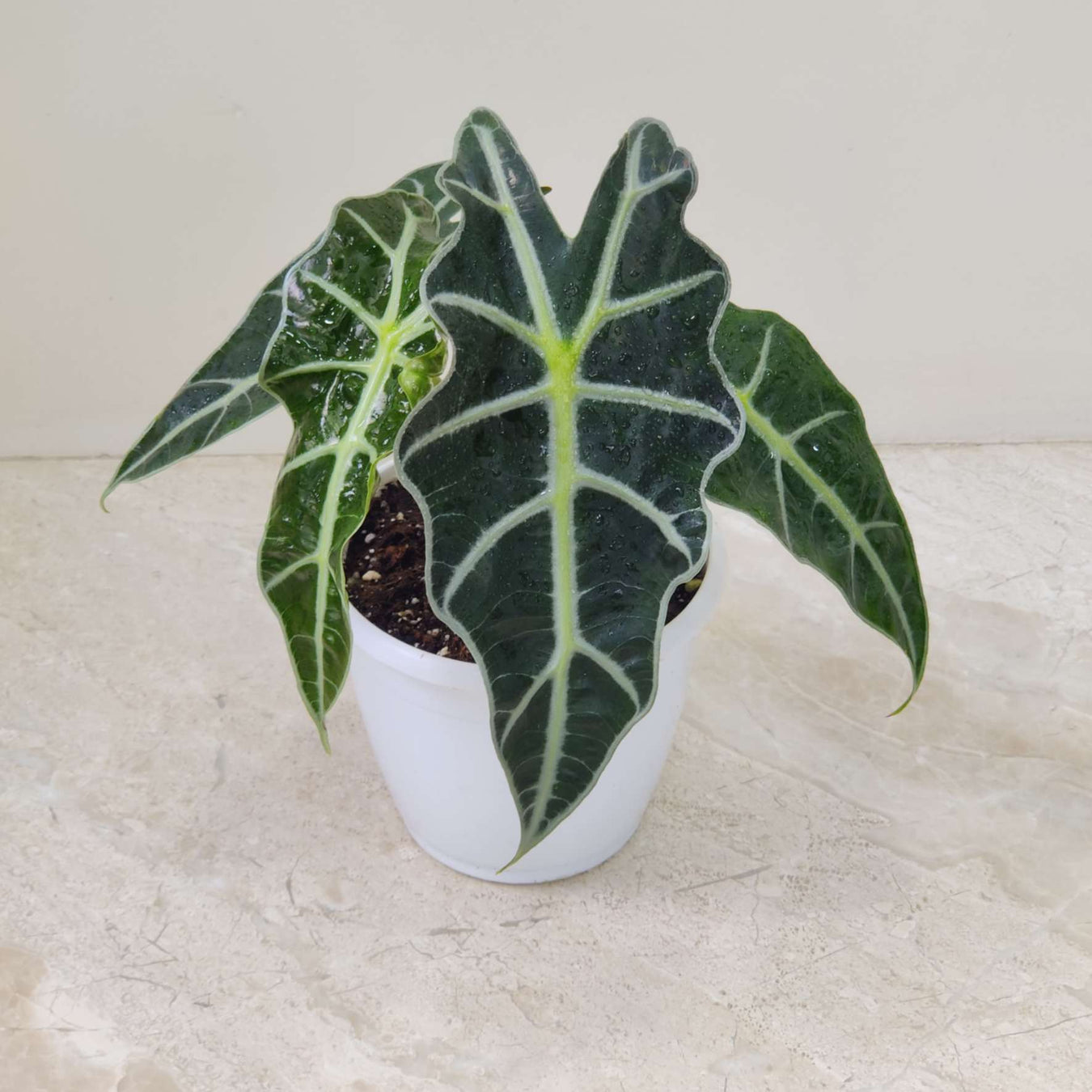 Alocasia Plants