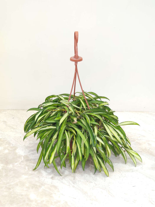 Hoya Kentiana Varigated 15 cm pot