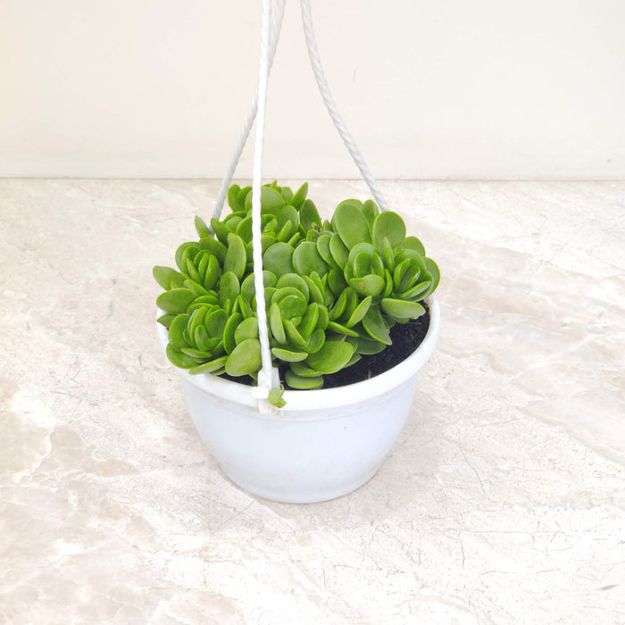 Hoya Carnosa Hanging Pot 12 cm pot
