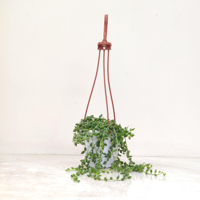 Senecio String Of Pearls Hanging In 10 cm pot