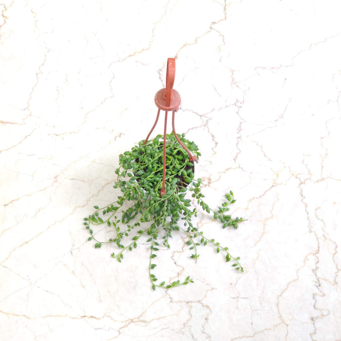 Senecio String Of Pearls Hanging In 10 cm pot