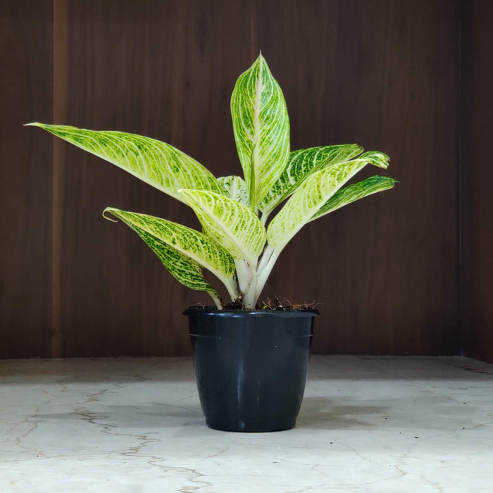 Aglaonema White Legacy 12 cm pot