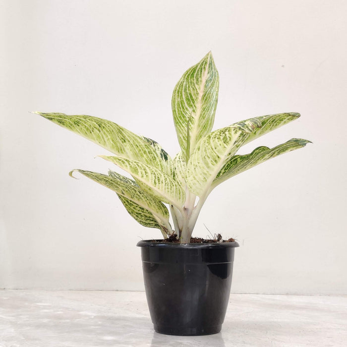Aglaonema White Legacy 12 cm pot