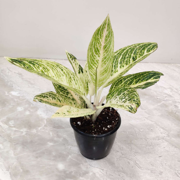 Aglaonema White Legacy 12 cm pot