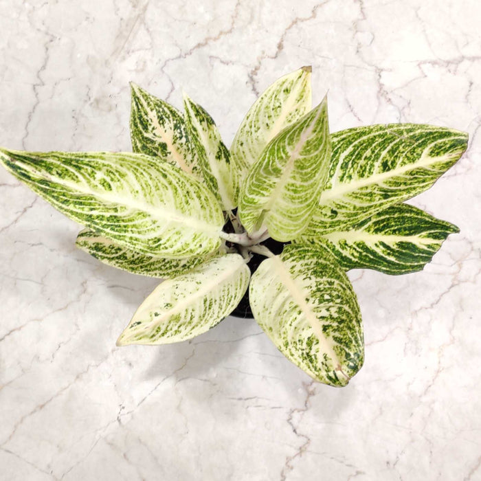 Aglaonema White Legacy 12 cm pot
