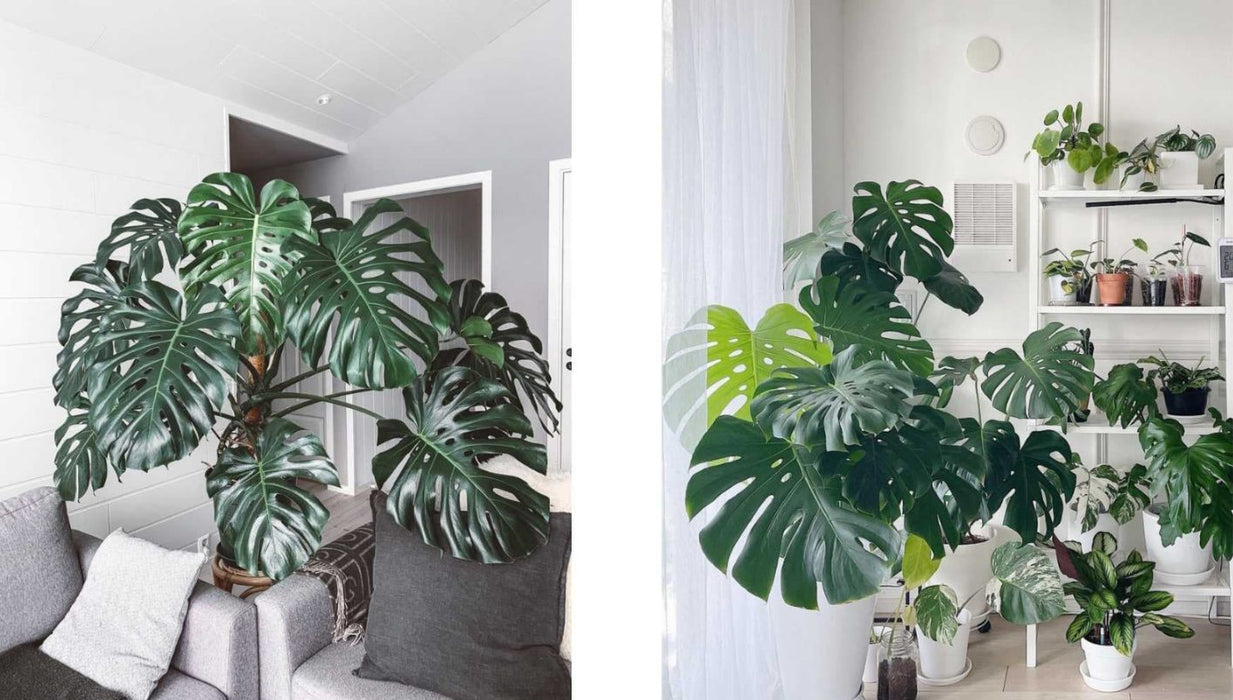 Monstera Delicosa Live Indoor Plant