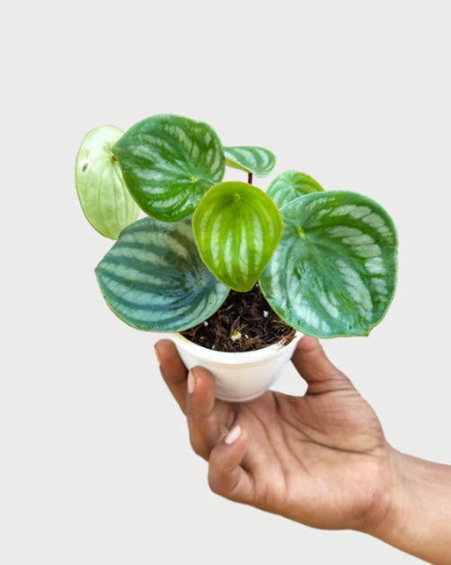 Peperomia Watermelon Plant 8.5 cm pot