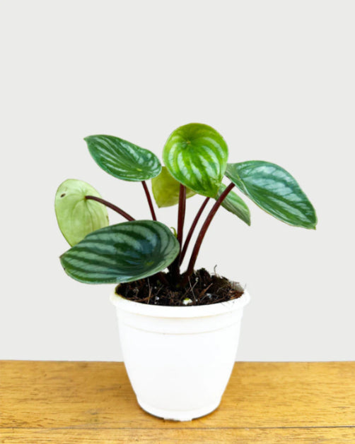 Peperomia Watermelon Plant 8.5 cm pot