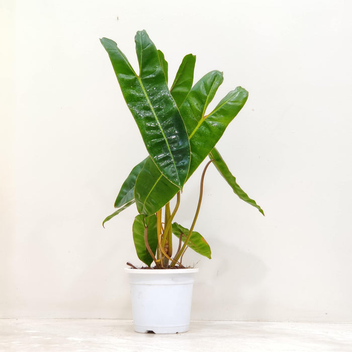 Philodendron Billietiae 12 cm pot